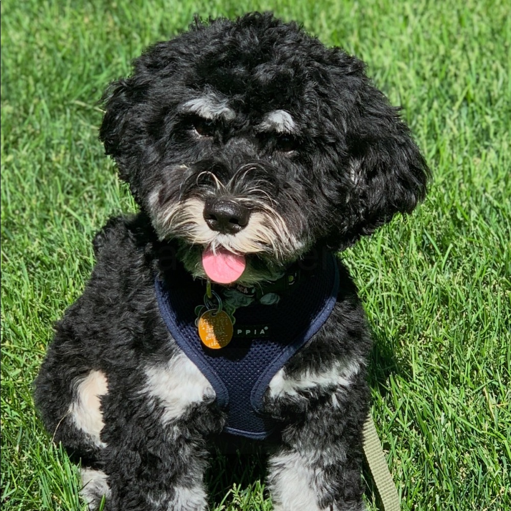 Meet your Posher, Claudia